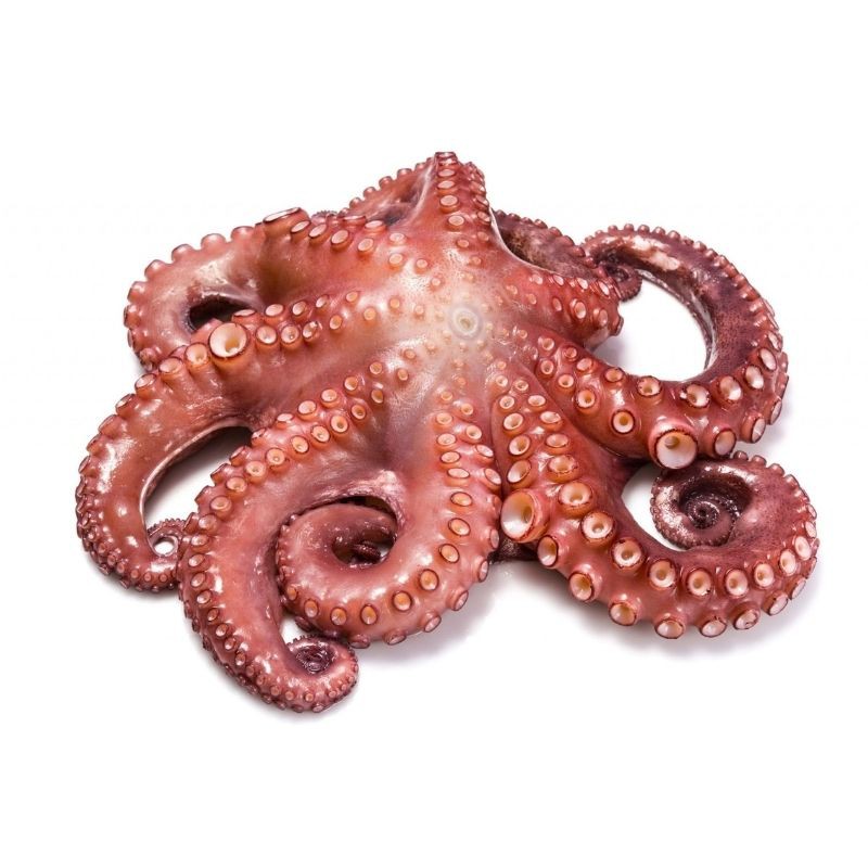 (R) Pulpo crudo 1.2 kg